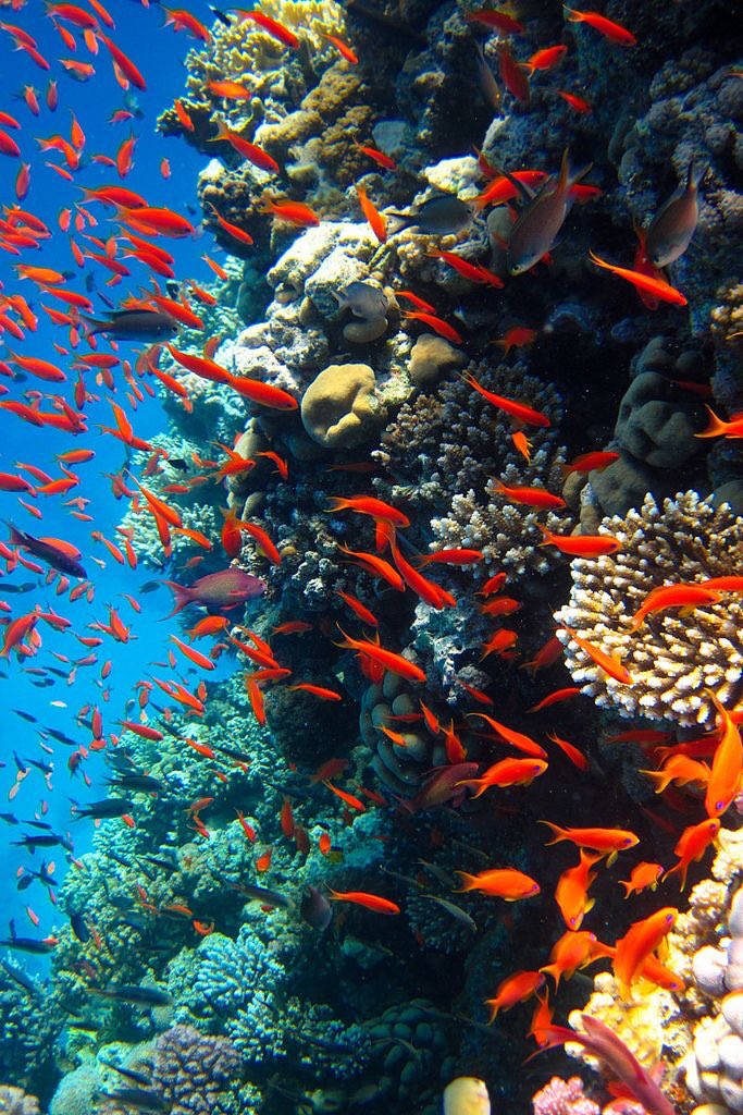 RZ151tsuki's tweet image. 🏝 The red fish on the coral reef are beautiful🐠🔴🔴🔴🔴🔴🔴♥️