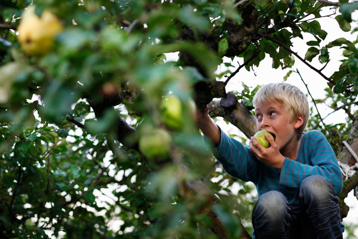 Eat from trees. Актер собирает яблоки. Мальчик с яблоками зелеными. Мальчик ест яблоко фото. Мальчик ест грязное яблоко картинка.