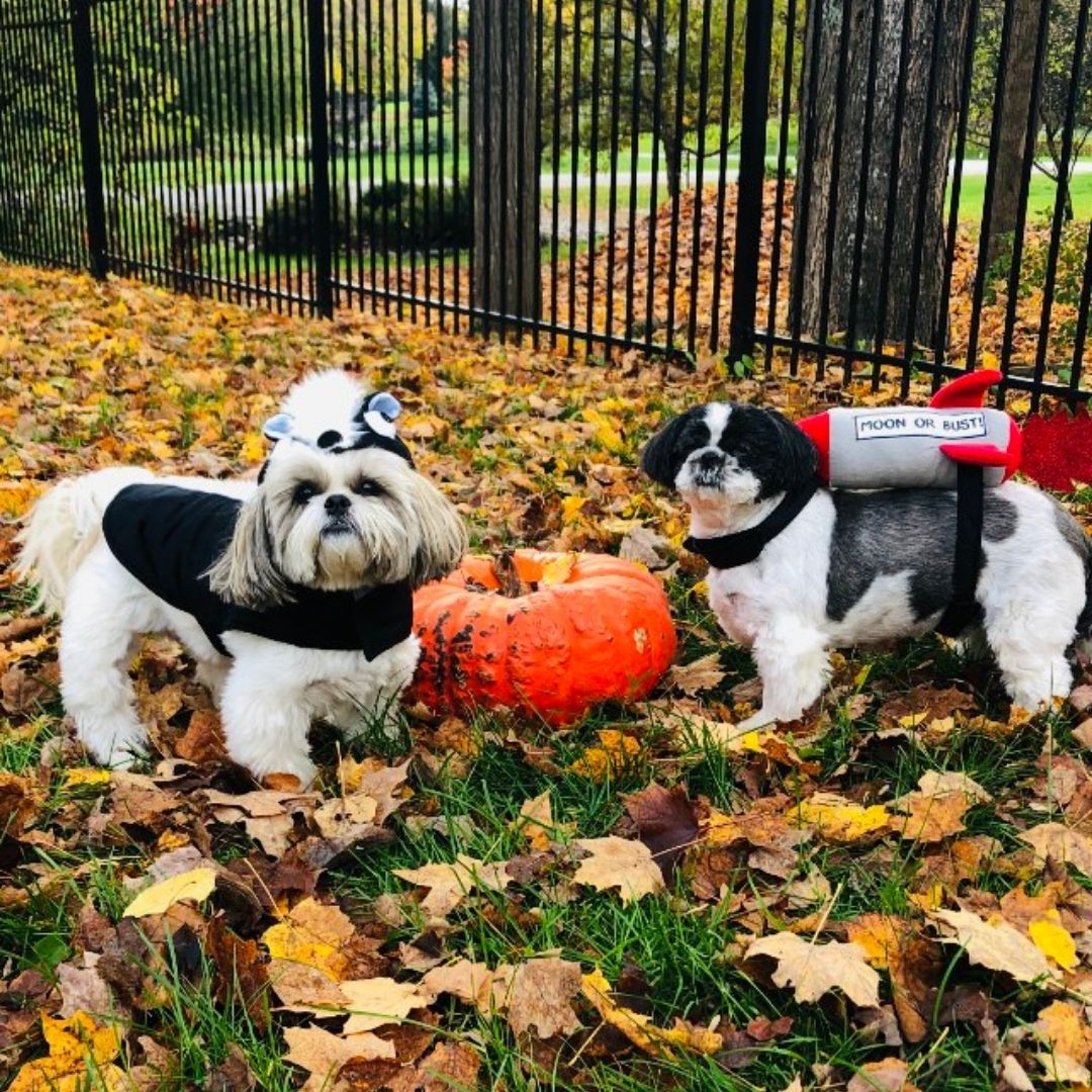 Dog Squad member Séamus and his brother Darcy are getting ready for Halloween and the anticipation of trick or doggy treats! Have a #safe #Halloween 🎃👻🐾