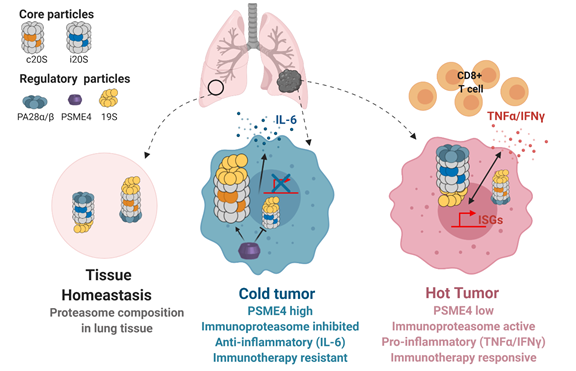 AaronJavitt's tweet photo. Excited to share the next @YMerbl project where we used #CellularDumpsterDiving to find a new proteasome regulator of immunotherapy responses in lung cancer. Check out the @biorxivpreprint  https://t.co/yJPuuchaDS and short thread 👇 (1/5) https://t.co/ygUxFREqlK