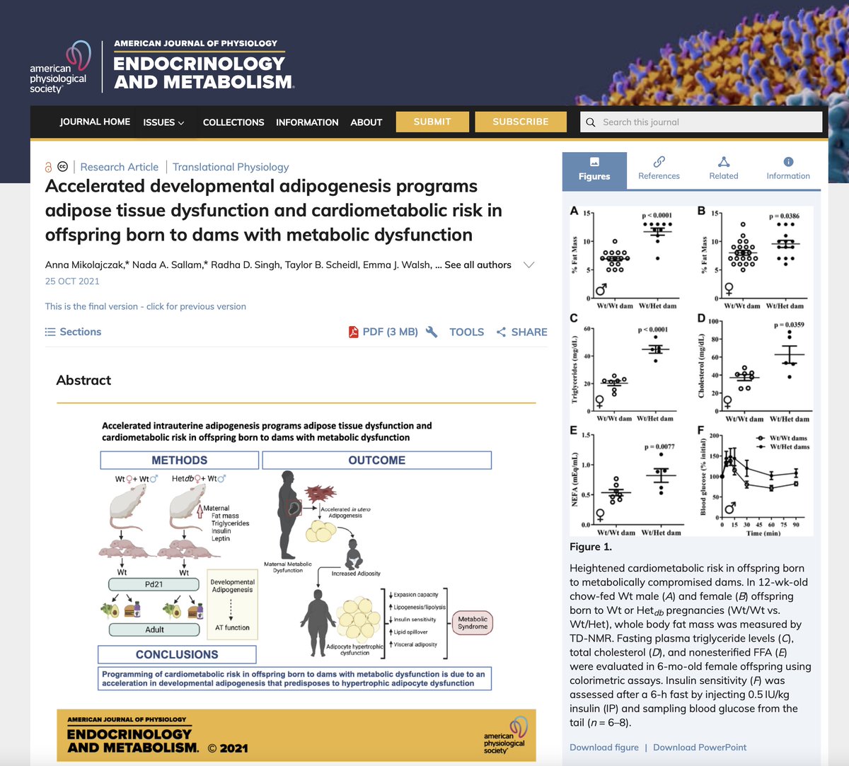 AJPEndoMetab's tweet photo. New #ResearchArticle in our November issue: Programming of #adiposetissue dysfunction: https://t.co/DiLi5Mb3DC #adipogenesis #lipogenesis @APSPublications https://t.co/MBeDZVOhNV