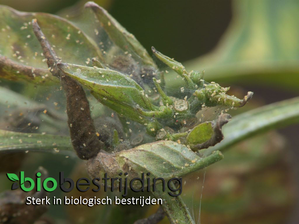 BiobestrijdNL's tweet photo. #Spint is één van de bekendste #plaaginsecten, die voor veel schade zorgt in diverse gewassen. De #spintmijt komt voor in groente- en fruitgewassen maar ook bij diverse #sierplanten. Stop spint met onze #Biobestrijders combinatiepakket!
https://t.co/uXif5n7TZY https://t.co/QECXkiIlSF