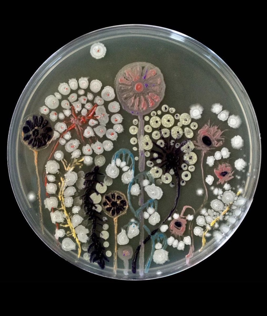 Las placas Petri deben su nombre al científico que dio lugar a esta idea, Julius Richard Petri. 
No solo tienen su utilidad en el laboratorio, sino que además se ven cosas tan bonitas como estas 👇🏻