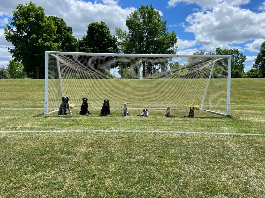 Complete K9 Inc. tweet media