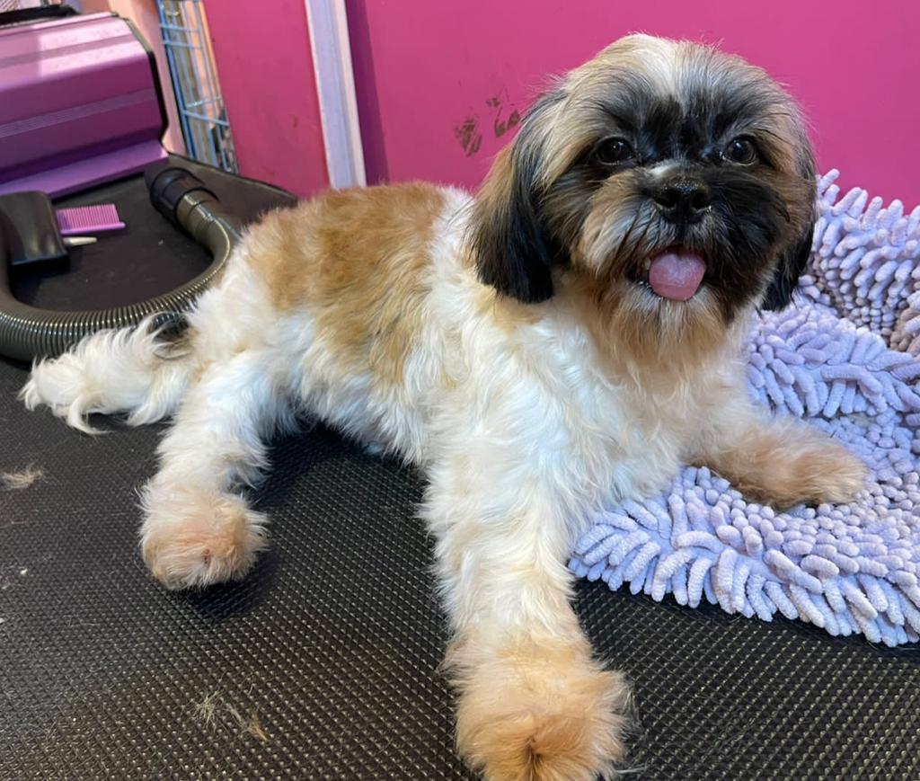 Stuck_with_bts's tweet photo. @vent1anni Hello 👋🏻 this is giggy💜 https://t.co/euk3MYP4zn