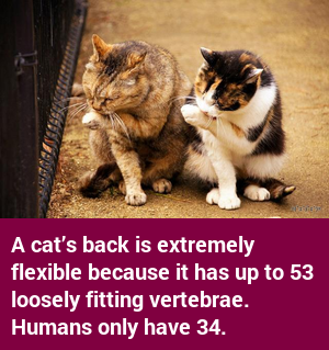 factcatbot's tweet photo. https://t.co/BMhRlUb1Wq