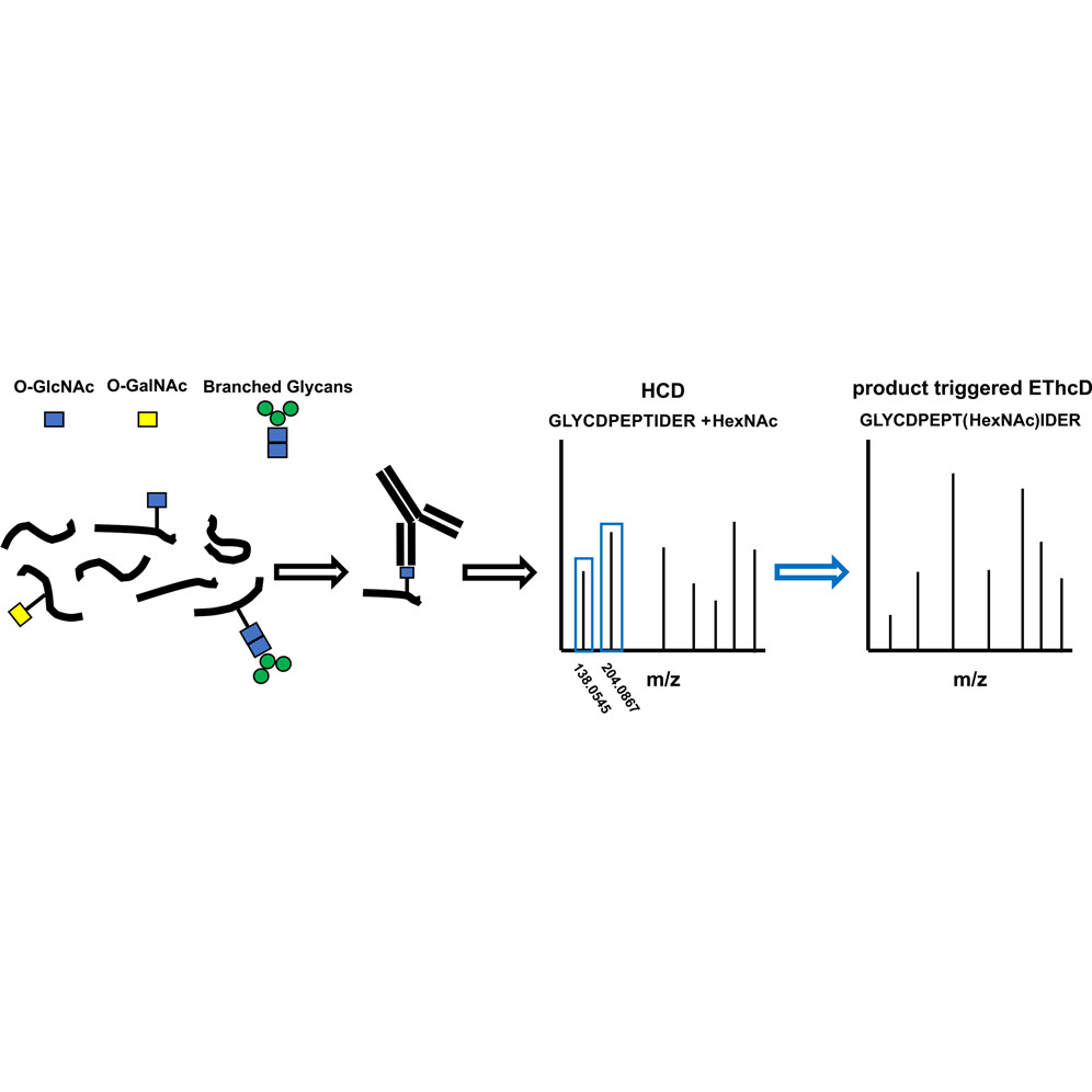 Burt et al.'s rapid and robust method greatly simplifies the analysis of O-GlcNAc signaling and will help to elucidate the role of this challenging PTM in health and disease ― <a href="/SAMyers_lab/">Samuel A Myers</a> <a href="/broadinstitute/">Broad Institute</a> <a href="/ljiresearch/">La Jolla Institute</a> <a href="/StacyMalaker/">Stacy Malaker</a> #glycotime

mcponline.org/article/S1535-…