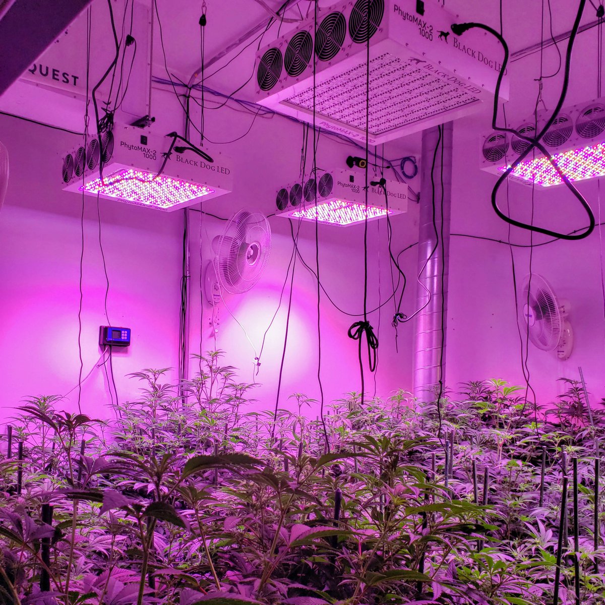 TheDetroitBudco's tweet photo. We are loving our @blackdogled lights for these girls ⚙💜
#blackdogled #weburnbetter #thedetroitbudcompany https://t.co/oBfHSd3zNU