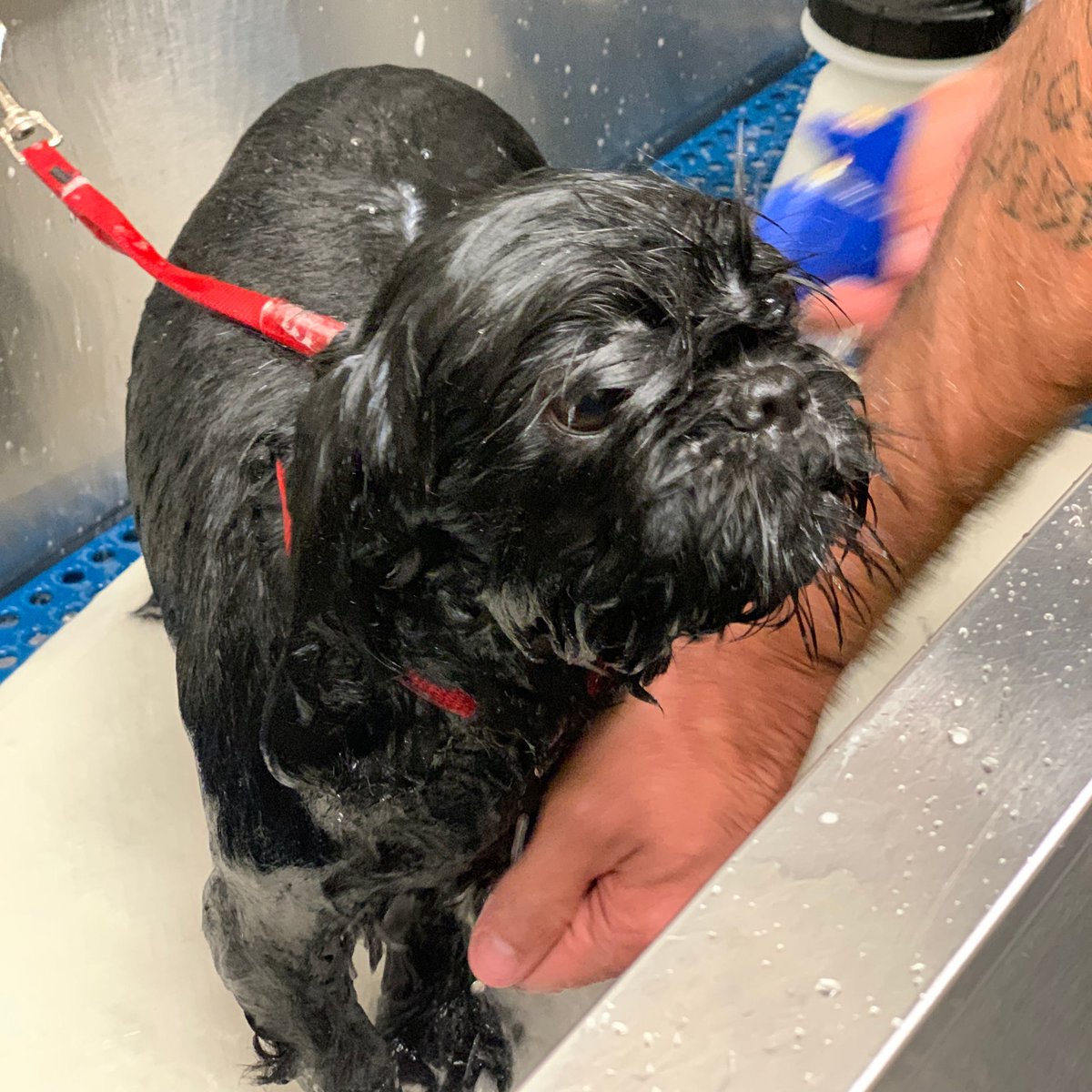It's Monday again? 😔 We feel the same way, Tammy Faye. ✂️ Groomer: Cody C.  #MondayBlues #ShihTzu #FurrPetSpa