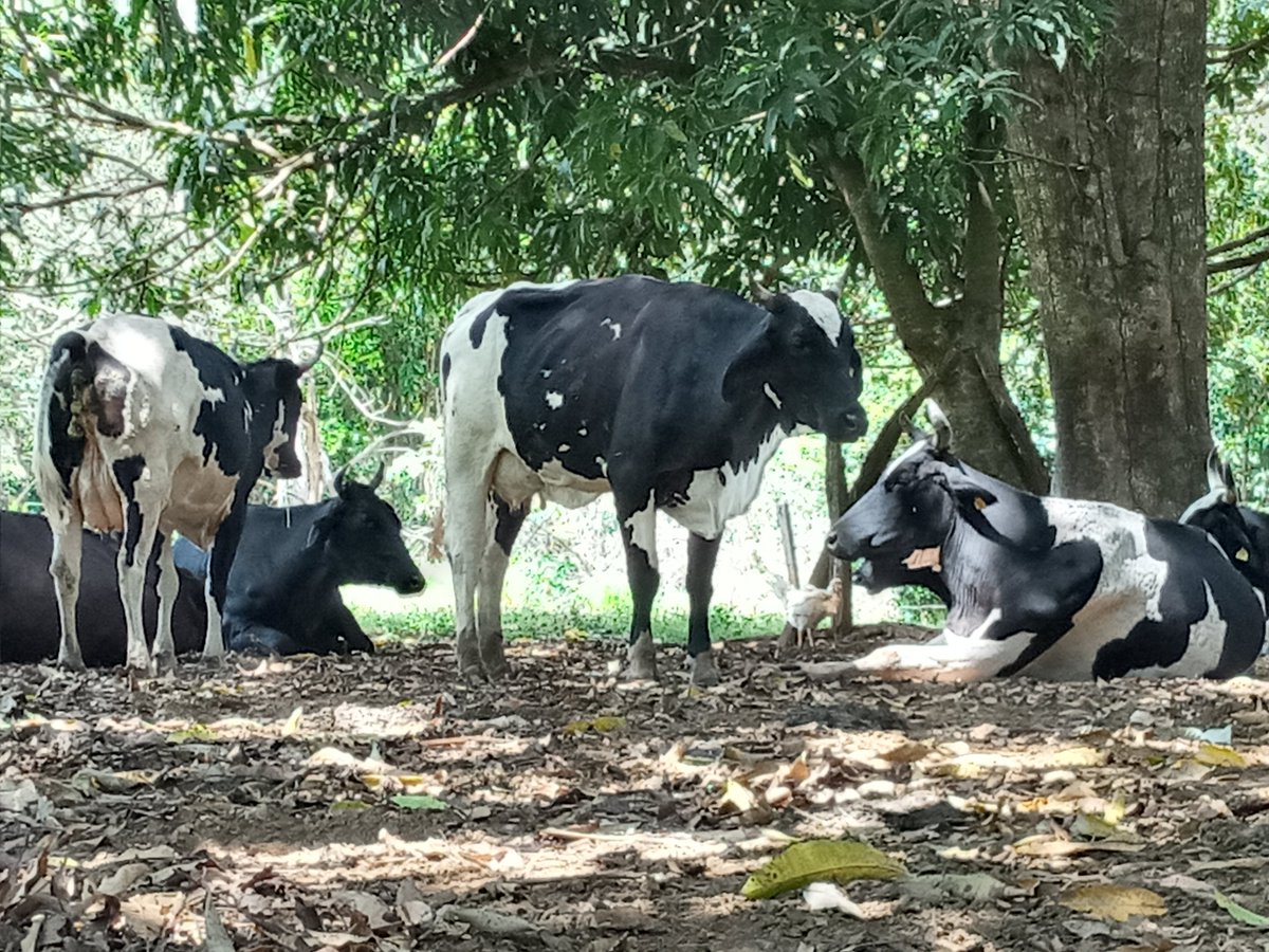 NorteAgroTO's tweet photo. 🥛🐄🐮 Projeto Balde Cheio: projeto que leva conhecimentos e novas tecnologias a técnicos e produtores rurais. 📱🎙️📻🖥️
↗️Clique neste link e ouça a reportagem especial: https://t.co/5VO3WreSwa
#NorteAgroTO #pecuária #leite #pecuárialeiteira #BaldeCheio #agropecuária https://t.co/CKojhsd4MW