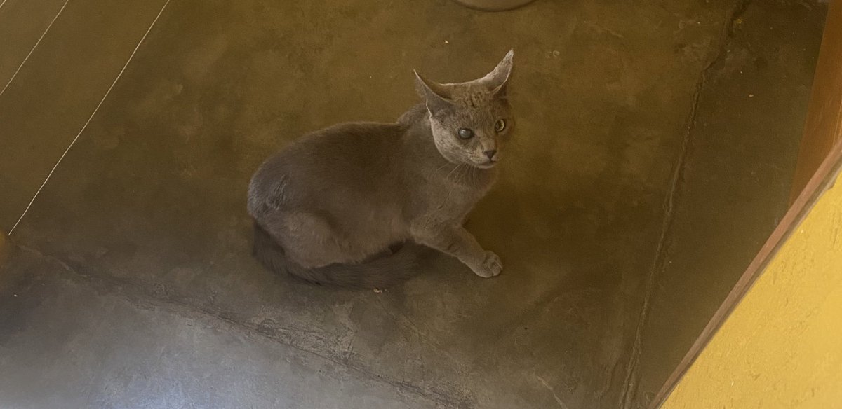 yosoycallaita's tweet photo. AMIGOS AYÚDENME A BUSCARLE UN HOGAR A ESTE GATITO. 

Su familia lo ha abandonado y viene a mi puerta a dormir y maullar 😭, lamentablemente mis dos perros se lo quieren comer y me da pena que esté deambulando así. 

Ayúdenme porfis, está en La Atarjea, El Agustino https://t.co/eVEfWYmT5R