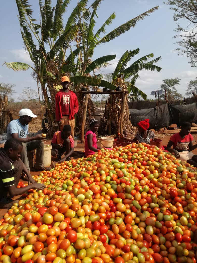 mynzagric254's tweet photo. Agriculture is the greatest and fundamentally the most important of our industries. The cities are but the branches of the tree of national life, the roots of which go deeply into the land. We all flourish or decline with the farmer.” – Bernard Baruch

#janekihara  #agriculture https://t.co/dTRfzqtXP8