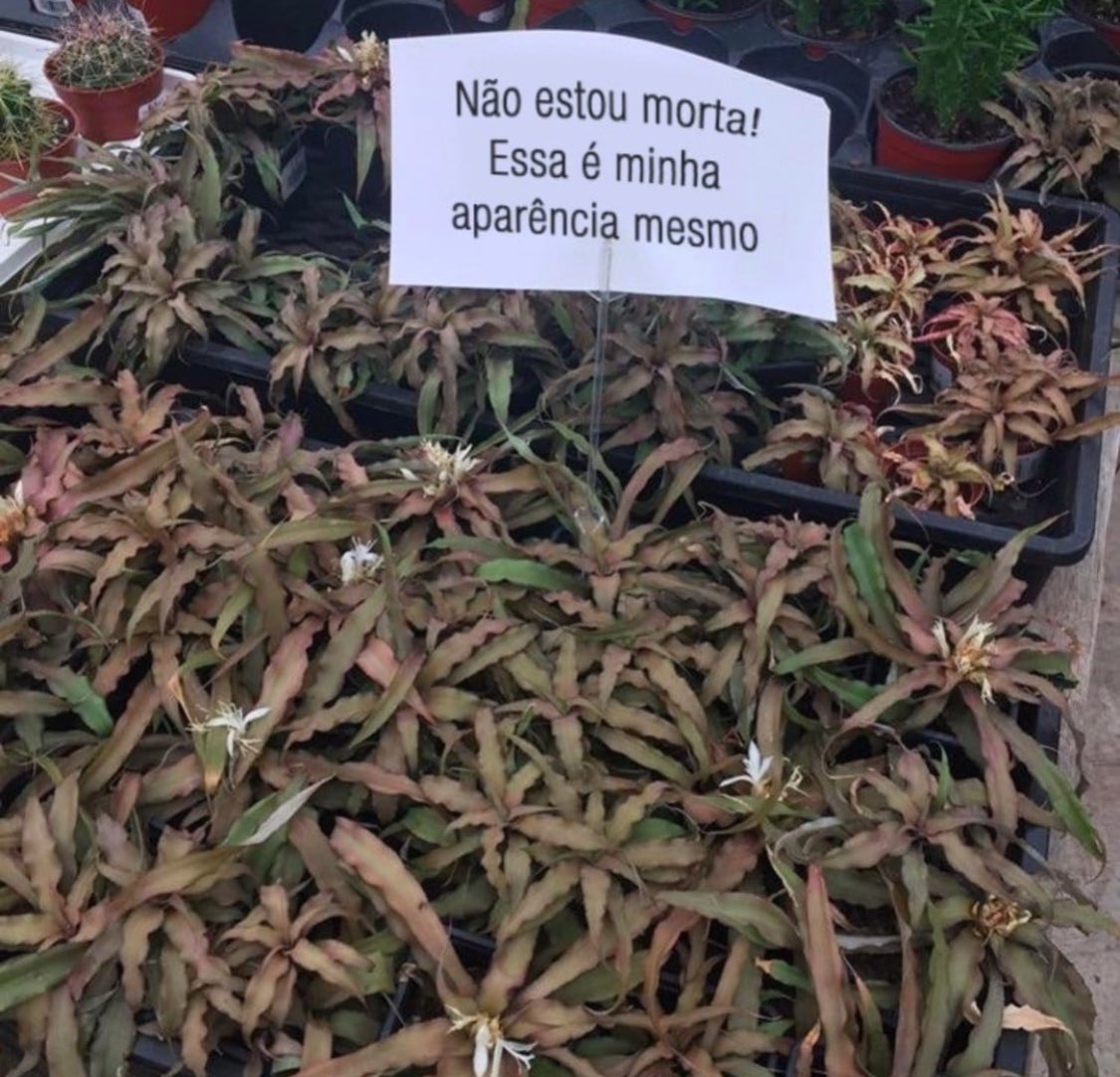 ana tweet media