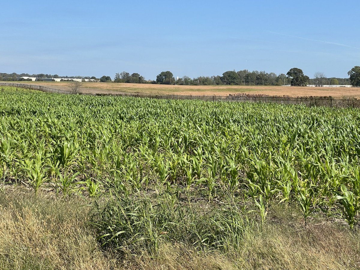 DanPoston's tweet photo. @FarmrHuntr Perhaps not as many bushels as this field in TN. I had to stop and take picture. Estimated 1-5 bushels on the ground in most fields I passed in TN this weekend. https://t.co/pq8dlcNn4E