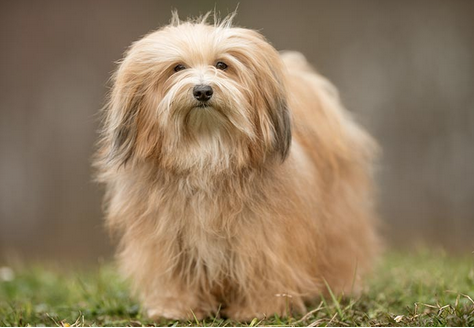 TheNatlDogShow's tweet photo. Meet the Toy Group. This group may be small but they certainly make up for it in personality! You will find dogs such as the Havanese (shown here), Pug, and Pomeranian. Catch your favorite breed at this year's live event! Get your tickets now: https://t.co/CSOCuOeZmN https://t.co/hLmmc8sYuA