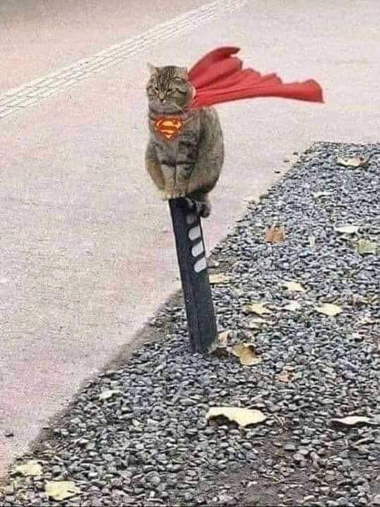 meowwoofpet's tweet photo. Superman cat🤣🤣🤣 https://t.co/eTo9iEO4Bc