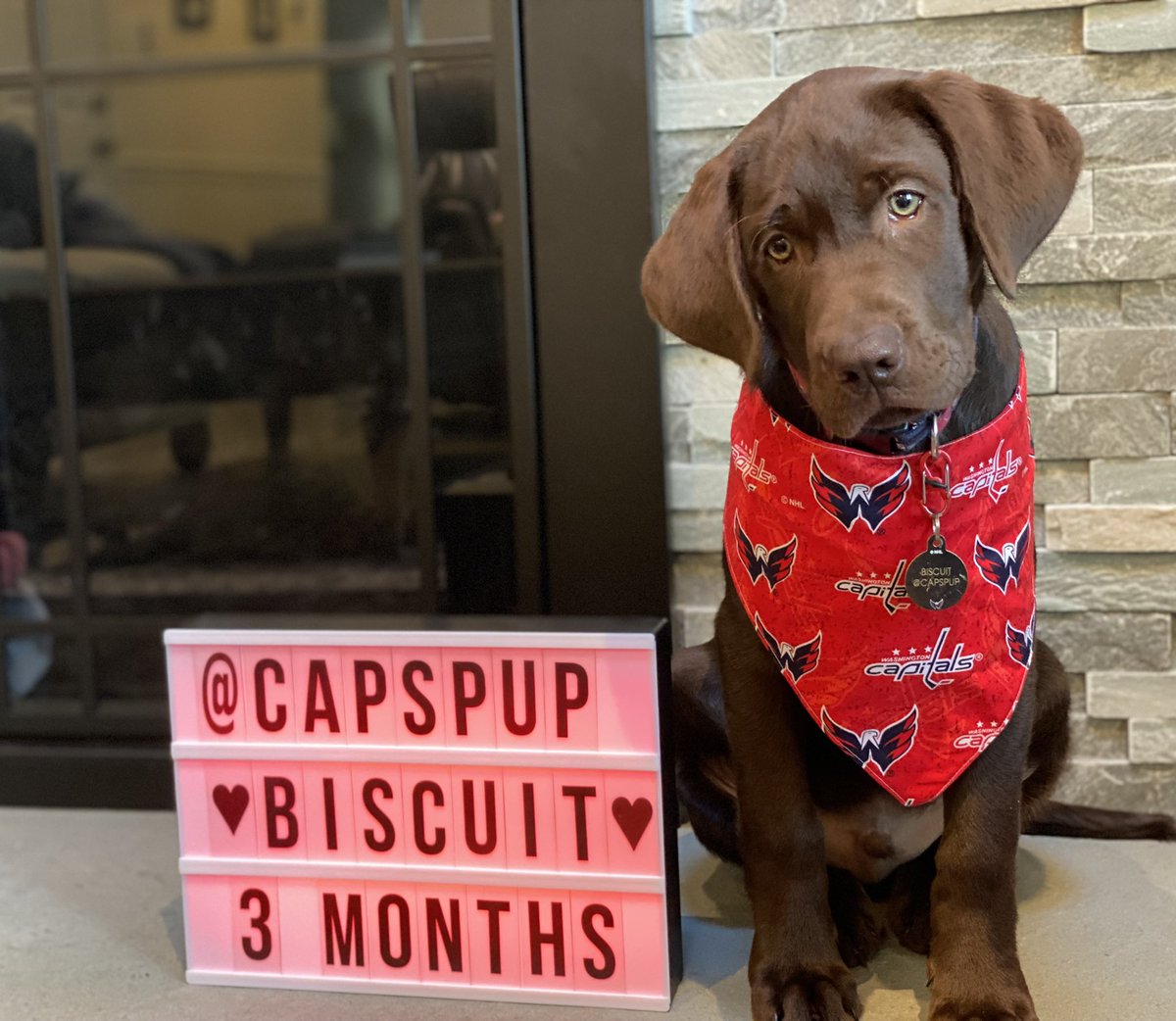 CapsPup's tweet photo. bandana is fitting better now 😆 https://t.co/P043ZYtEEH
