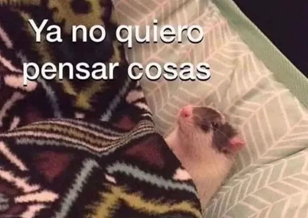 gatito_shitpost's tweet photo. https://t.co/GZUP7KAVbT