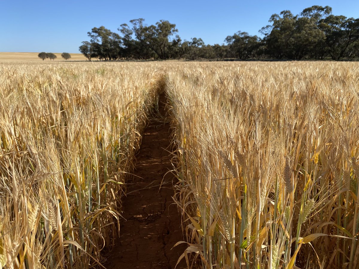A cracking barley crop on sandy hills near Ouyen. 35 cm spacing 170/m tillers big grains 3.7/ha est