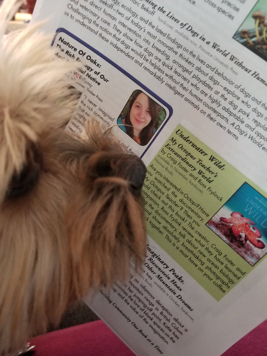 Somehow Alf knew to come help with the nature and animals pages that need editing for the new Reader from @VillageBksBham.