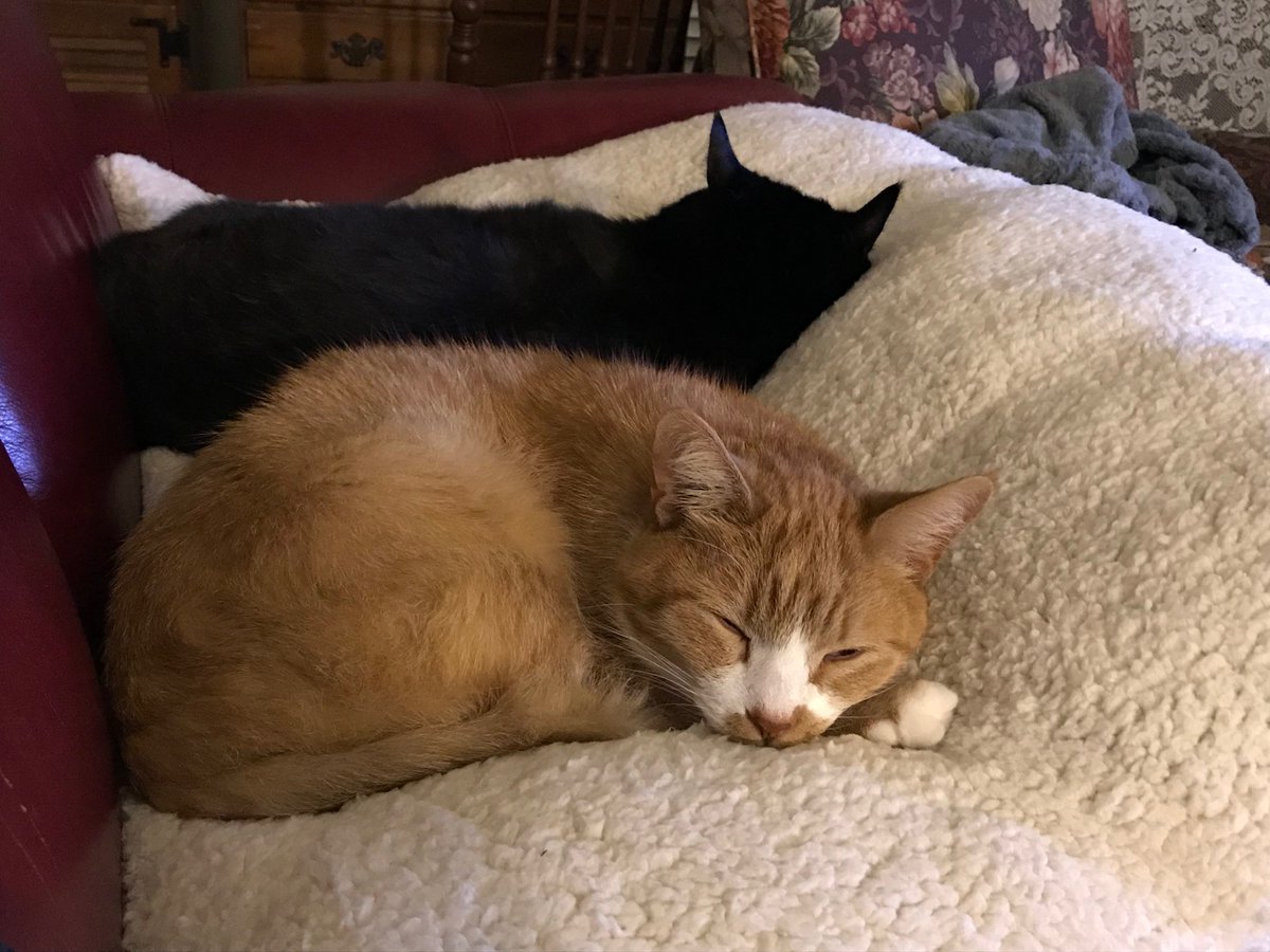 bweller's tweet photo. @TheBloggess Rupert &amp; Boodle are so relieved they decided to take a nap. Yay, Hunter! https://t.co/6KCJ6sbrKr