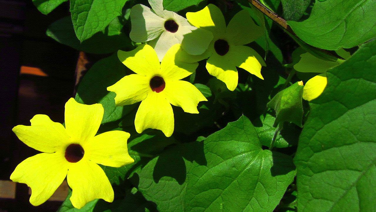 メリアルーム 木曜日いいねお休みです Auf Twitter 今日の花 10月26日の誕生日花は ツンべルギア 花言葉は 黒い瞳 です この日生まれの人は 能力も人望もあるリーダー格 頼りにされますが 少し気難しい所があるので寛大さを忘れないように注意 10