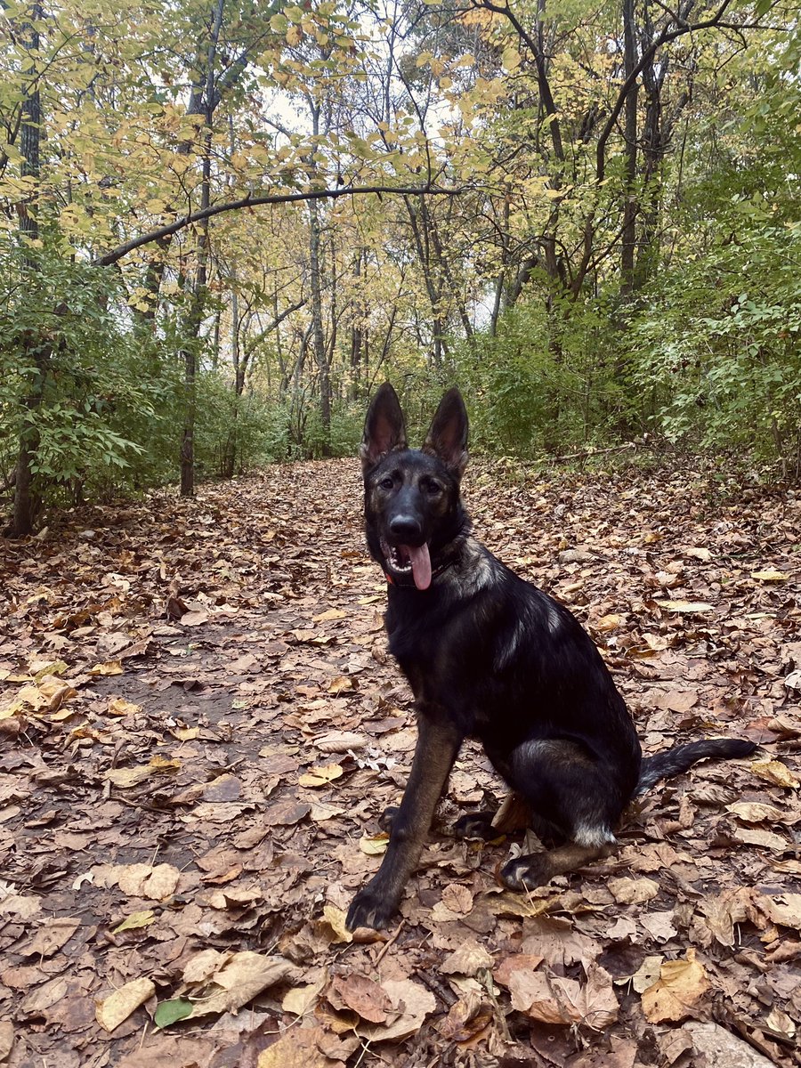 HarmonElton's tweet photo. I am an annoying dog mom and I am proud #bigears #gsd https://t.co/NwEStr2cfm