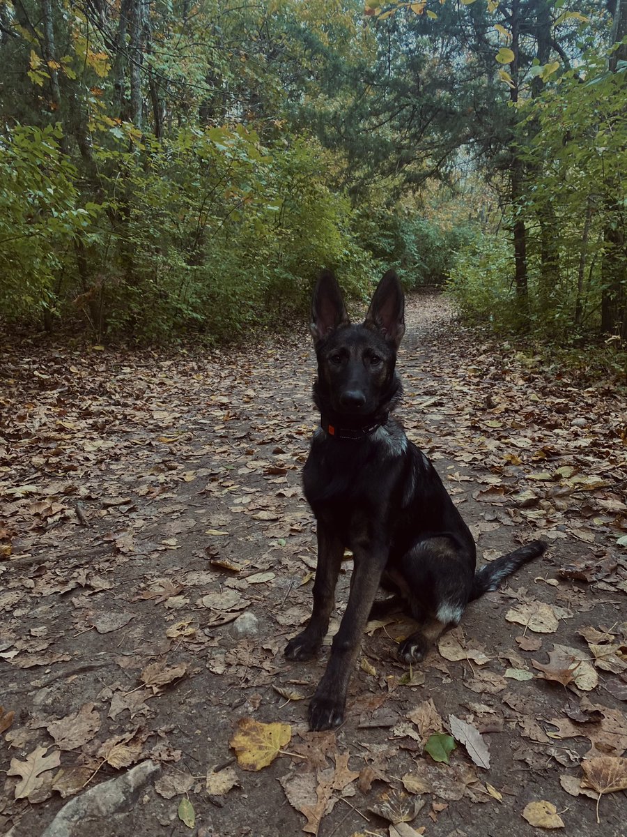 HarmonElton's tweet photo. I am an annoying dog mom and I am proud #bigears #gsd https://t.co/NwEStr2cfm