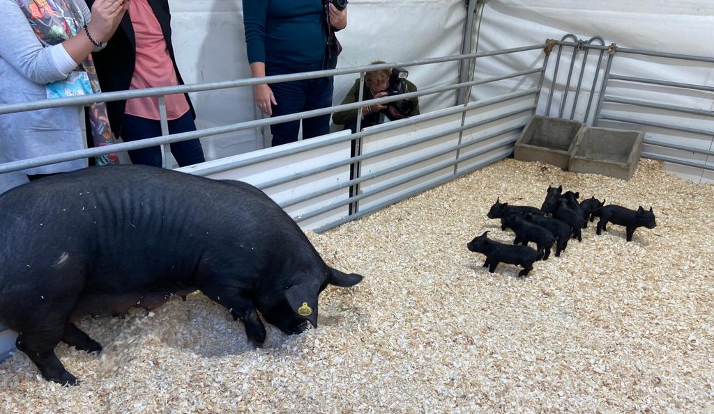 PP Asamblea de la Región de Murcia tweet media