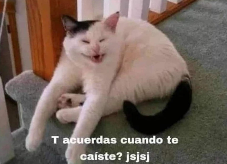 gatito_shitpost's tweet photo. nadie:

yo a mi amiga que se cayó hace 10 años: https://t.co/BsUpA2PY28