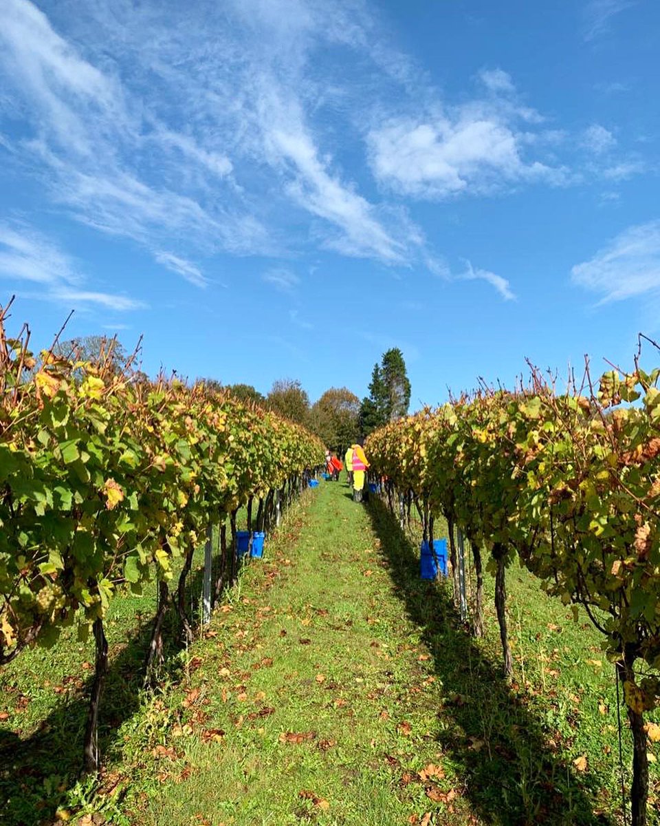 Chardonnay picking under the stunning blue skies today ☺️
The long and cold growing season in East Sussex will deliver superb aromatic profiles 🥂 #hoffmannandrathbone #englishsparklingwine