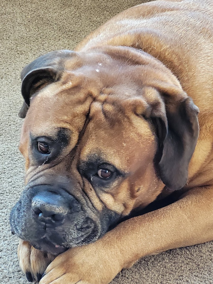 Tracy42304643's tweet photo. My dog has been marked safe from fauci..  #FauciLiedDogsDied https://t.co/XvoAvPCNhT