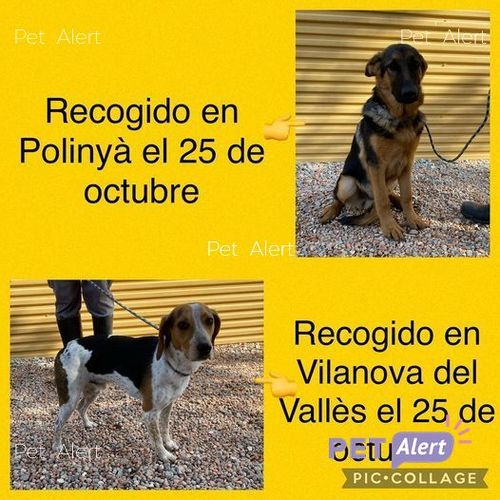 Nil_Cat1's tweet photo. #PetAlertCatalunya #FemXarxa #XarxaBarcelonaTrobats @pont_roma
TROBATS gossets a Polinyà i VILANOVA DEL VALLÈS (Barcelona)
25/10/21 Mascles.
Contacte: 937 56 11 14 https://t.co/IK9LhHHl7r