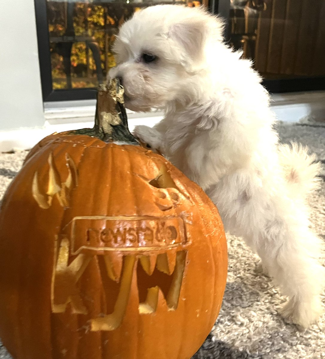 NakanoDenise's tweet photo. My girl Mochi listens to KYW Newsradio, because the news has never been clearer!
Be like Mochi. πΆ
@KYWNewsradio
#Mochithepup
#10weeks
#mypumpkin
#radiolife
#belikeMochi
#KYWNewsradio https://t.co/OLELGK91o7