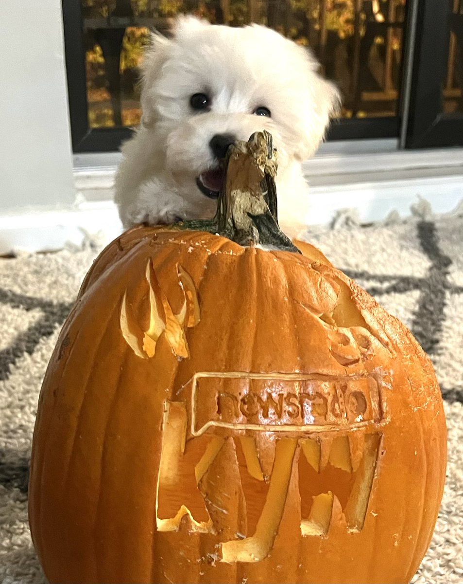 NakanoDenise's tweet photo. My girl Mochi listens to KYW Newsradio, because the news has never been clearer!
Be like Mochi. πΆ
@KYWNewsradio
#Mochithepup
#10weeks
#mypumpkin
#radiolife
#belikeMochi
#KYWNewsradio https://t.co/OLELGK91o7