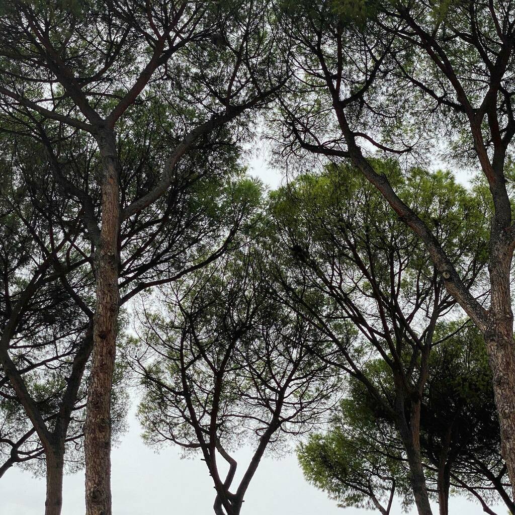vollauschek's tweet photo. #stonepine #pinuspinea #roma #rome #rom 
.
.
.
.
.

#inside #outside #beauty #outandabout #beautyinunexpectedplaces #thecuriouscameraclub #visualgram #tnscollective #banalography #basicallyclassic #jj_minimalarts #jj_minimalism #banalmag #photography #pe… https://t.co/tEePZvkX72 https://t.co/foP1nTvOY2