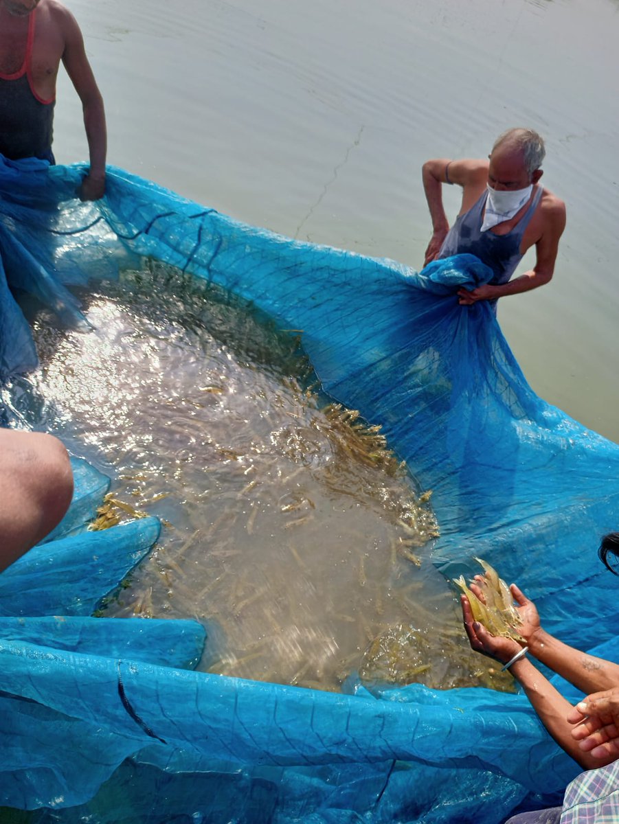 FDepar2's tweet photo. L. Vannamei (Shrimp) production in Inland Saline areas at Vill.- Bhilokhari, Distt.- Hathras, U.P. under #PMMSY. Average wt. is 25-30gm in 110 days of culture period.
Pics by- Shri Puneet Kumar, DDF, Agra.
@nfdbindia @FisheriesGoI 
#upfisheries https://t.co/4u4s8EypAY