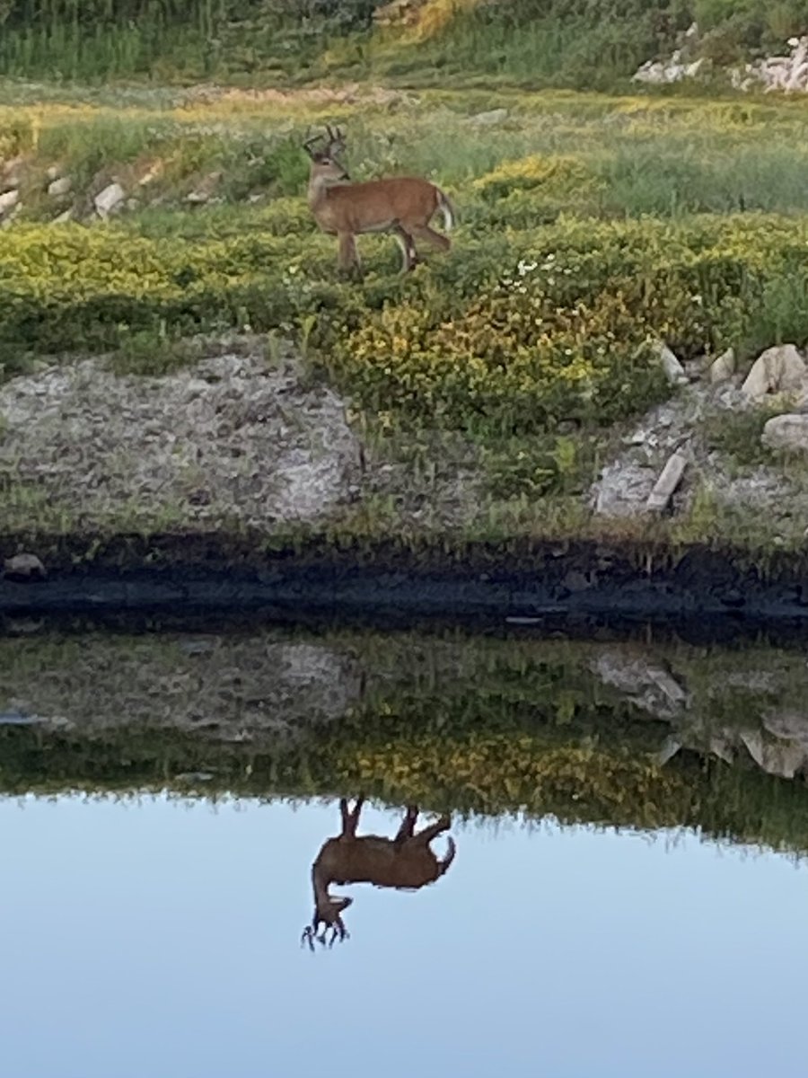 DonedigginCraig's tweet photo. A friend of mine got this very cool picture in Wisconsin. It took me a second to get the perspective. @AverageHunter https://t.co/6PteymX8qR