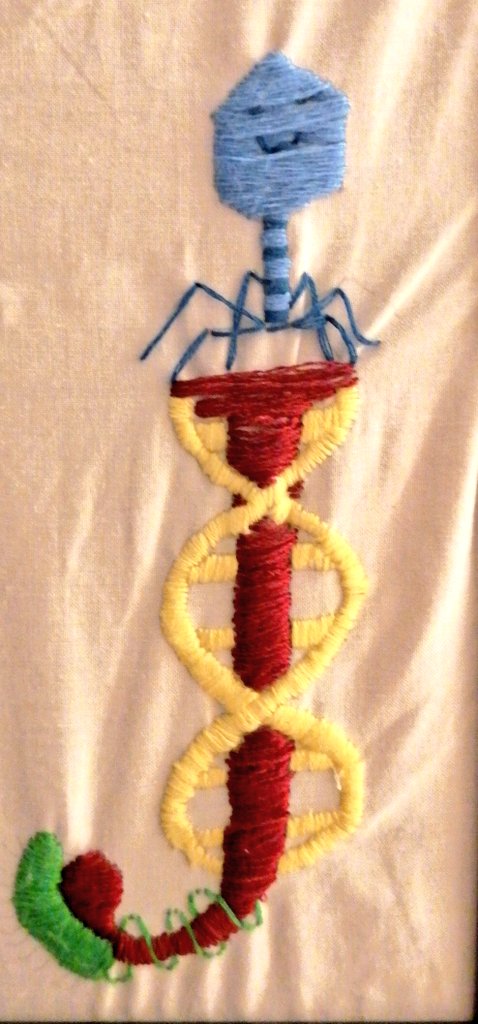 Biolojess's tweet photo. It's days 4 of #WorldPhageWeek! I made this little cutie as one of mz first embroidery projects #lockdownhobby
Can't wait to see everyone else's phage phriends!
@phagedirectory @stephh_lynch @JessicaSacher https://t.co/j7ofNtPglO