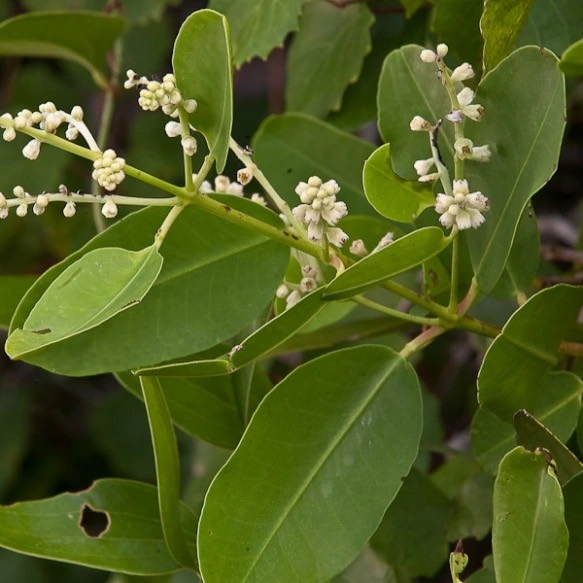 SCNationalTrust's tweet photo. A wide range of plants grows naturally on St. Kitts and Nevis that serve important medicinal uses. Dr. Milton Whittaker published three books, that document the scientific names and purposes of plants that grow naturally here in our federation. 
https://t.co/8bNx78QGk5 https://t.co/LLALJA9uNZ