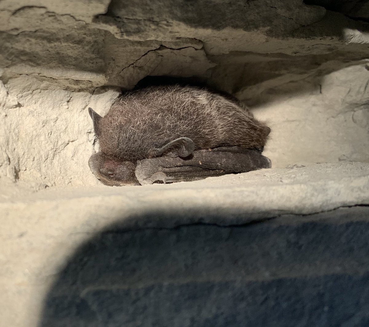 UtahOGM's tweet image. It's National Bat Week! Did you know that over half of the bat species in the US use mines for their homes?! To minimize impacts to bats, the AMRP conducts bat surveys to determine the best closure method (i.e. installation of bat gates). Photo: Silver haired bat near Moab