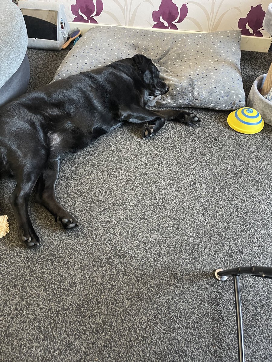 GuideDogRowena tweet picture