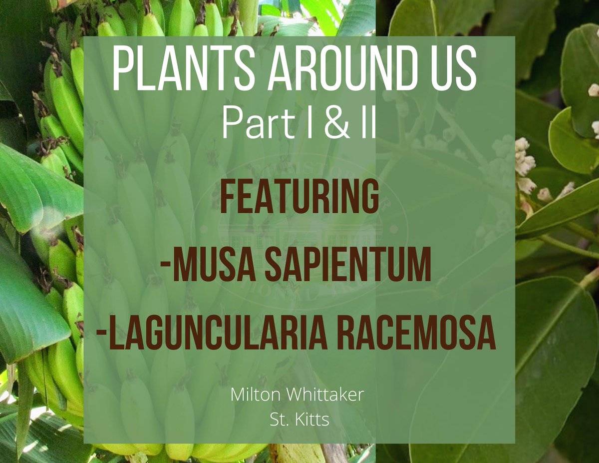 SCNationalTrust's tweet photo. A wide range of plants grows naturally on St. Kitts and Nevis that serve important medicinal uses. Dr. Milton Whittaker published three books, that document the scientific names and purposes of plants that grow naturally here in our federation. 
https://t.co/8bNx78QGk5 https://t.co/LLALJA9uNZ