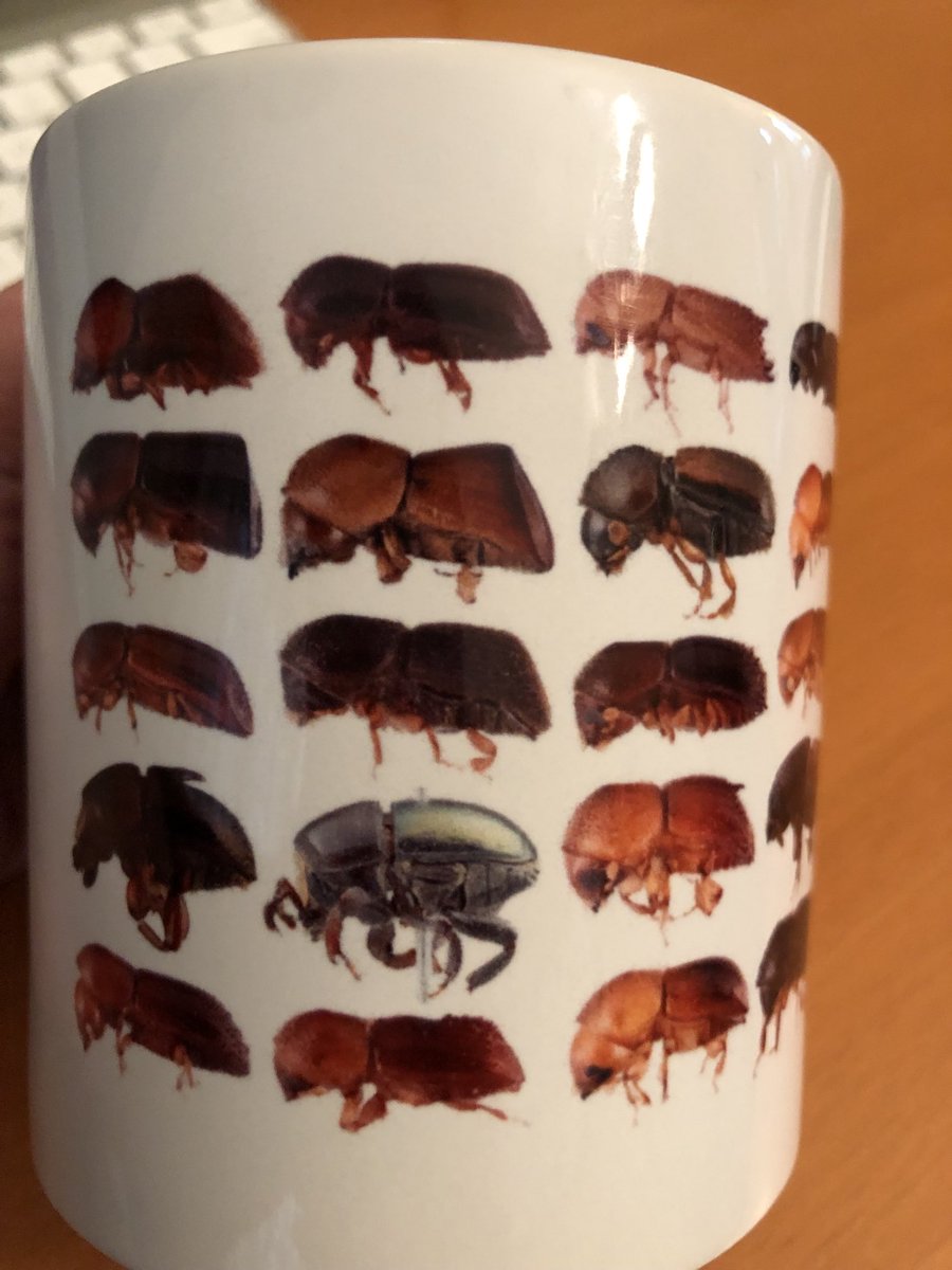 Scolytine_Sarah's tweet photo. ⁦Here’s my scolytine mug ⁦@EntCollNet⁩ #ECN2021 #EntoMugs https://t.co/jZewy4I2uV