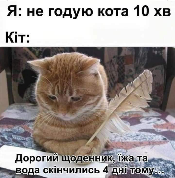 Умный кот. Ты будешь мне писать нет я же кот. Кот записывает. Стихотворение про кота смешное. Кошачий язык учить.