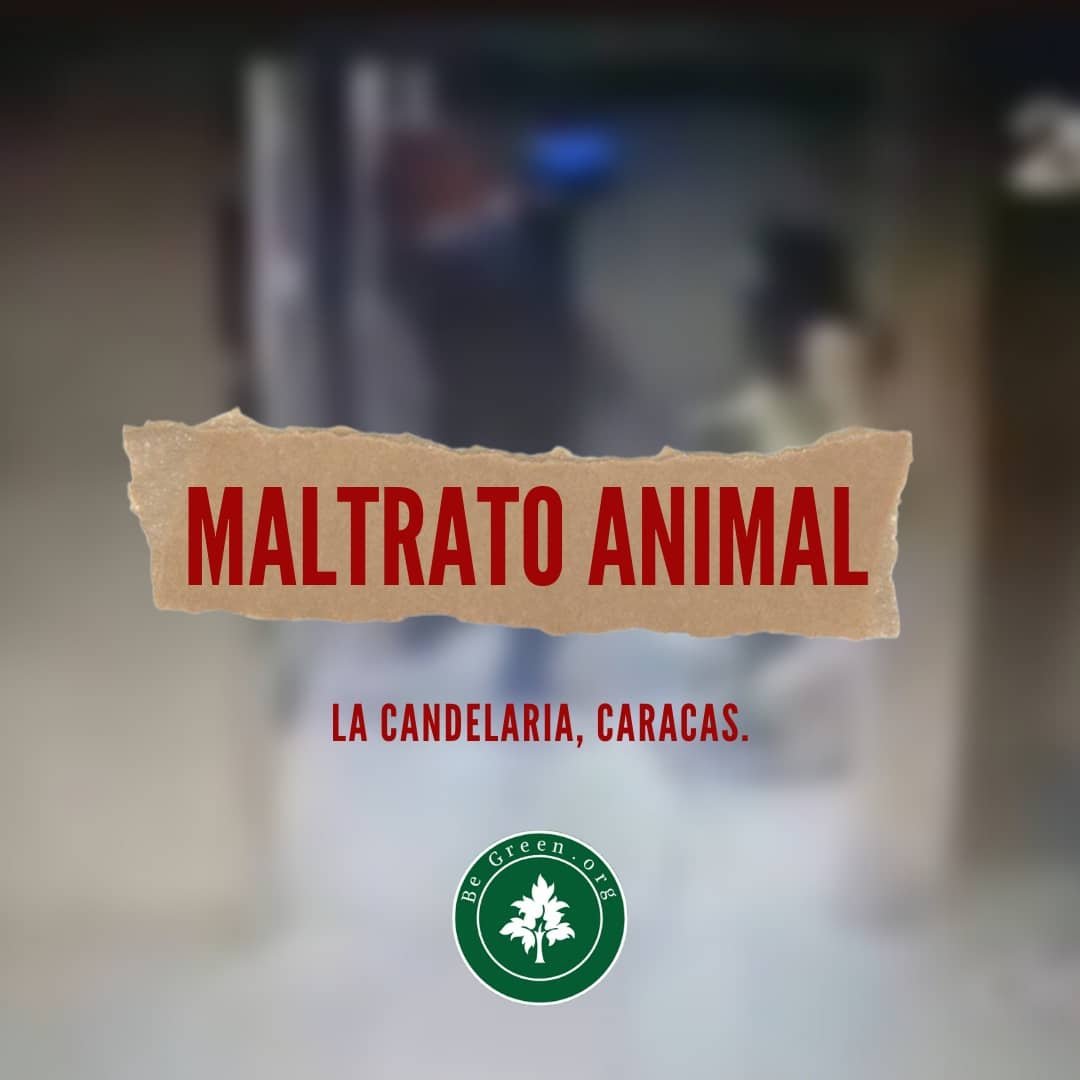 BeGreen_org's tweet photo. El día de ayer se difundió un video en RRSS de una cámara de seguridad de una residencia en La Candelaria, Caracas. El video muestra como un hombre maltrata con una patada a un perro, patada la cual dejó al canino revolcándose del dolor y muy grave. (Hilo https://t.co/iWjDuivIzl