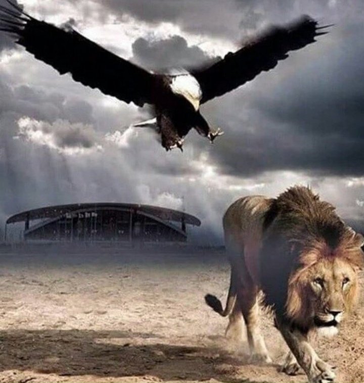 мир животных. гепард против орла. лев и орел. лев и орел вместе. лев и орел.