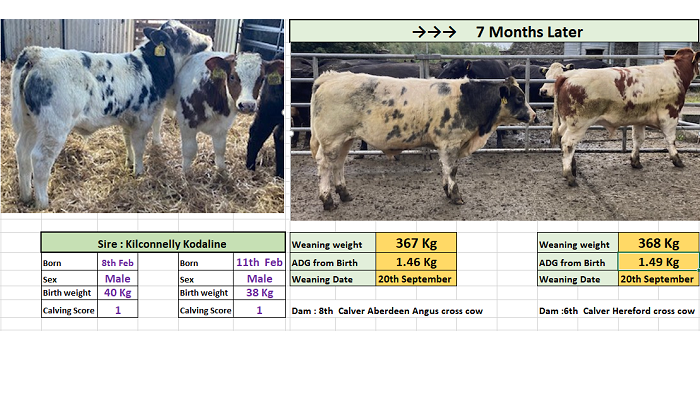 teagasc's tweet photo. The average weaning % to the dam’s weight for the Newford herd was 53%. The average calving date was the 22nd February 2021. Michael Fagan, Teagasc Technician, Newford Suckler Demo Farm, Athenry reports on performance of beef heifers at: https://t.co/M4plXSFLV7 @dawnmeatsgroup https://t.co/QFLhfSJsEC