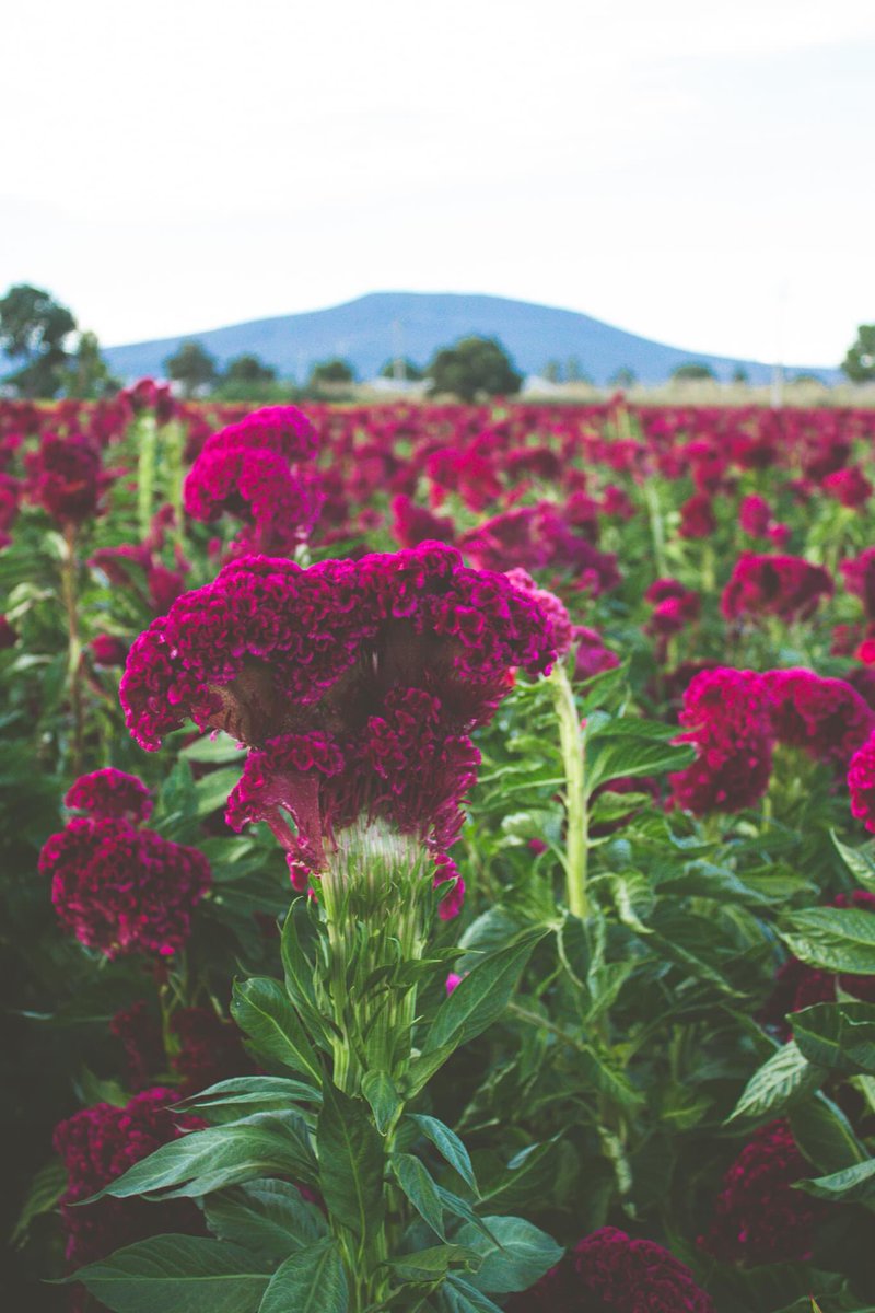 LivinginMorelia's tweet photo. Los campos de cempasúchil en Copandaro Michoacán a solo 40 min de Morelia son ✨Magia✨ https://t.co/E7ymOV5lKM