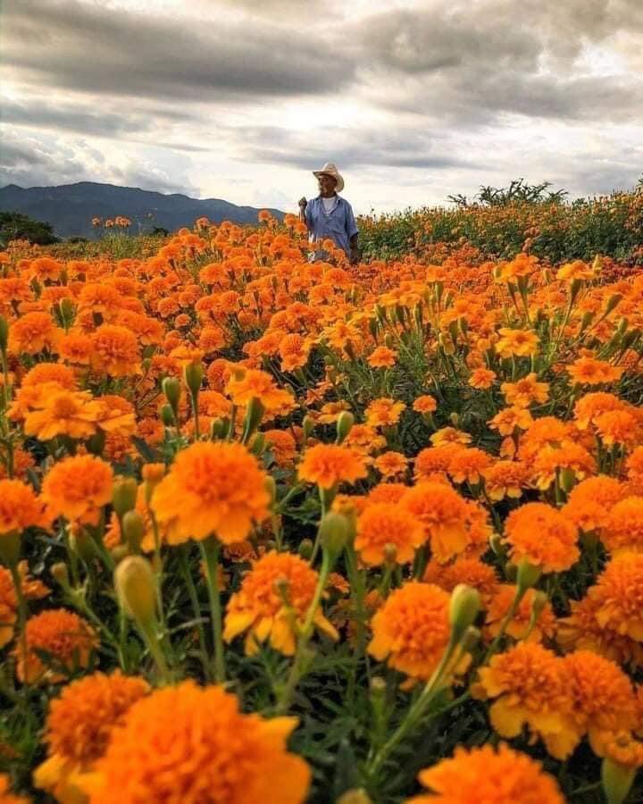 LivinginMorelia's tweet photo. Los campos de cempasúchil en Copandaro Michoacán a solo 40 min de Morelia son ✨Magia✨ https://t.co/E7ymOV5lKM